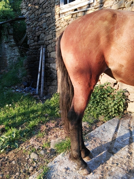 Yegua PURA RAZA ESPAÑOLA