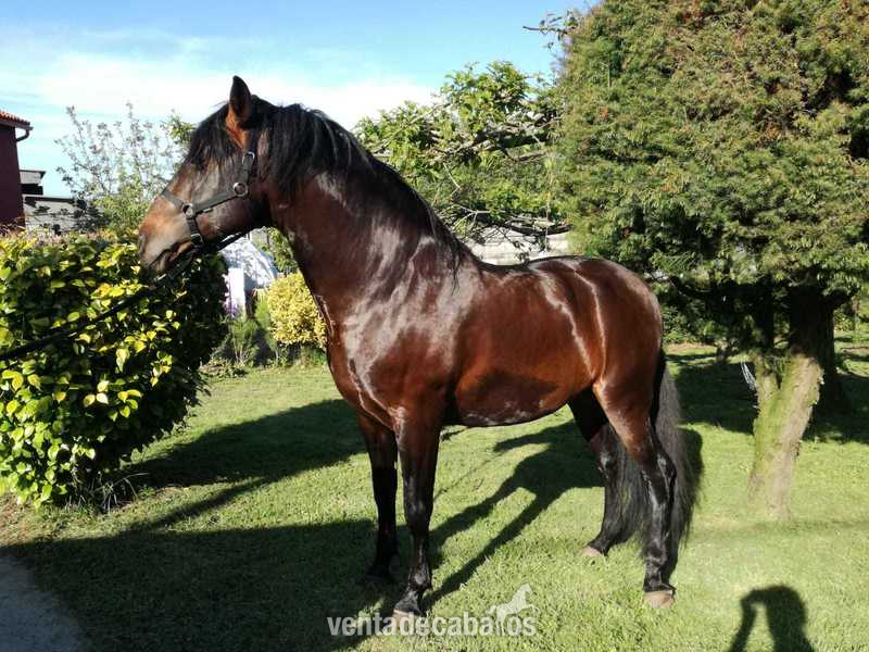 Caballo PRE en venta in 