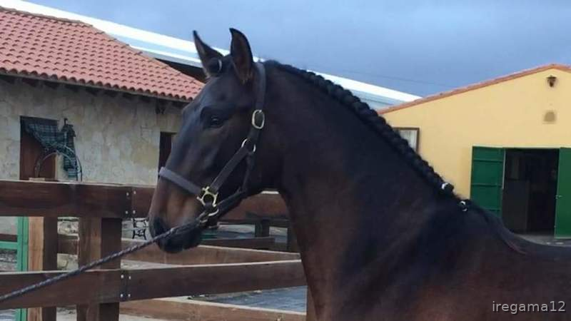 Venta de Potro P.R.E in 