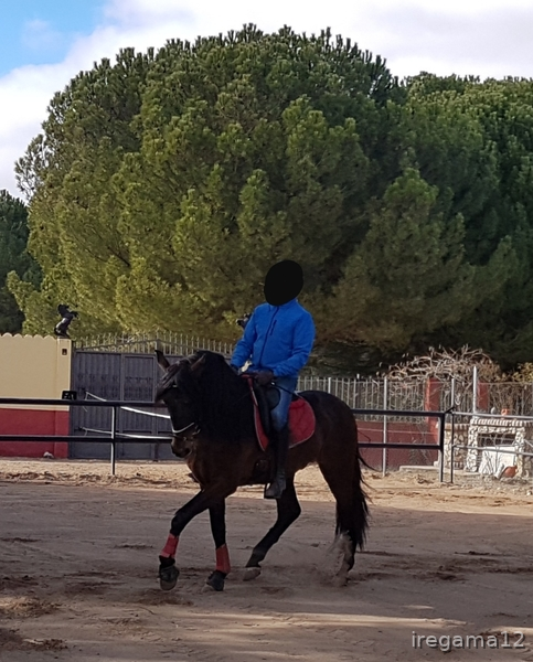 Pura Raza Española {TYPE}
