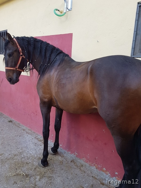 Caballos Pura Raza Española (P.R.E.) Pura Raza Española - Venta de Potro P.R.E