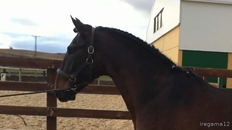Venta de Potro P.R.E - Caballos Pura Raza Española (P.R.E.) Pura Raza Española