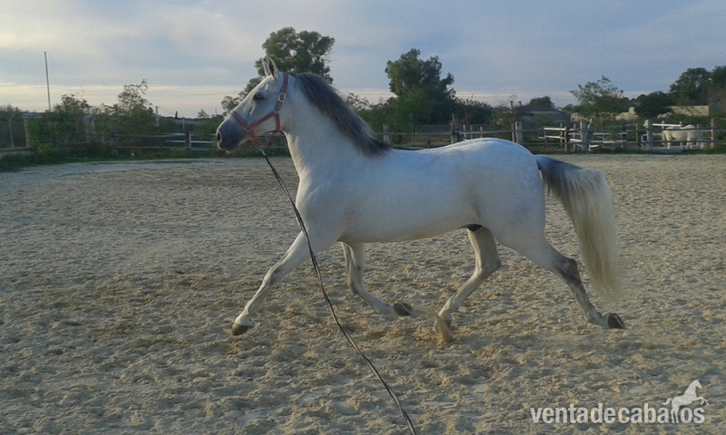 CABALLO HISPANO ARABE in 