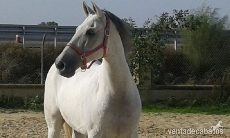 Hispano-Arabe
