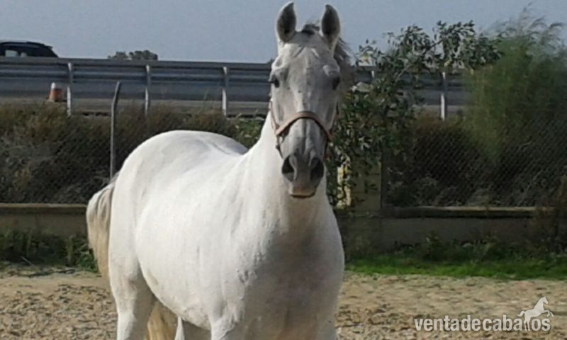 Hispano-Arabe {TYPE}