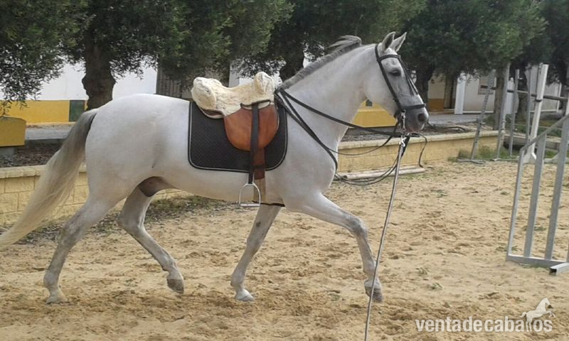 Caballo Hispano Árabe Hispano-Arabe - CABALLO HISPANO ARABE