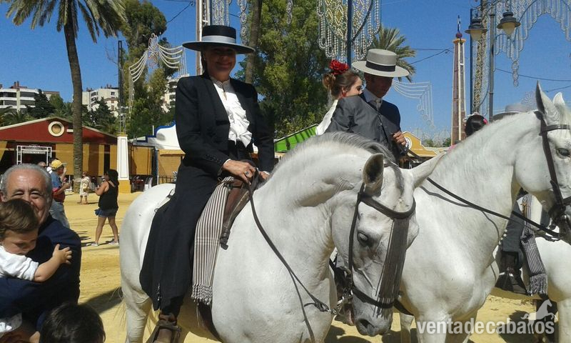 CABALLO HISPANO ARABE - Caballo Hispano Árabe Hispano-Arabe
