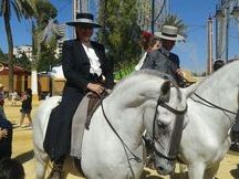 CABALLO HISPANO ARABE