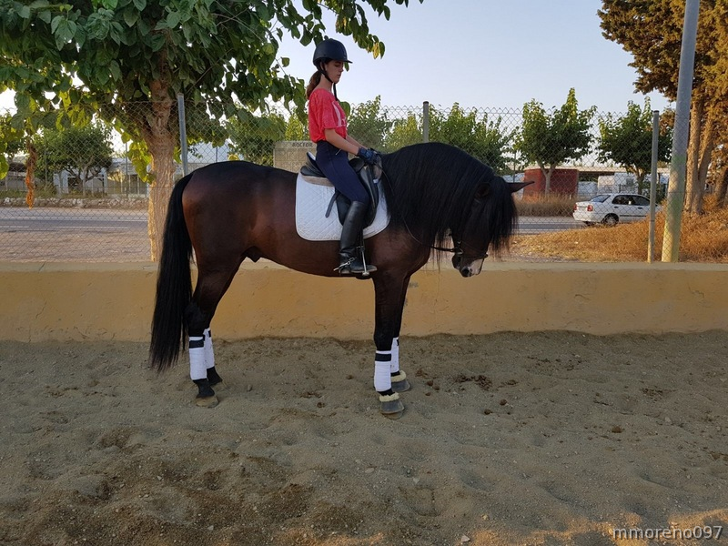 Pura Raza Española (PRE)