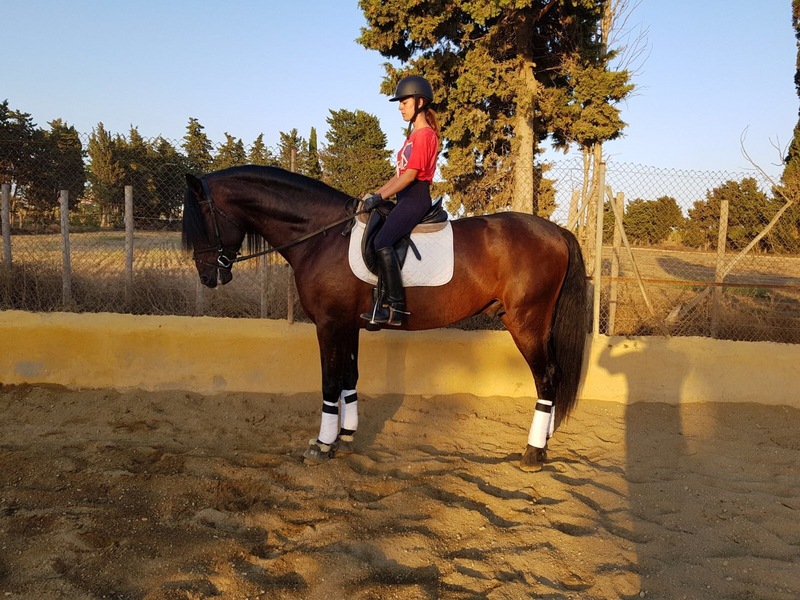 Pura Raza Española (PRE) {TYPE}