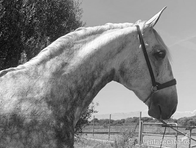 CABALLO DE 8 AÑOS , LINEA MAÑOSO II in 