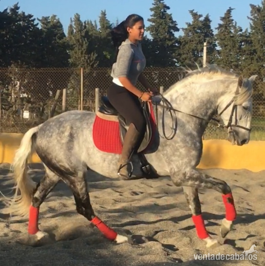 Pura Raza Española {TYPE}