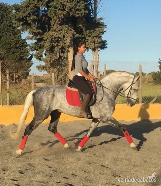 Caballos Pura Raza Española (P.R.E.) Pura Raza Española - CABALLO DE 8 AÑOS , LINEA MAÑOSO II