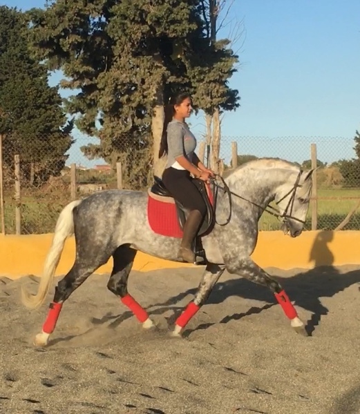 Caballos Pura Raza Española (P.R.E.) Pura Raza Española - CABALLO DE 8 AÑOS , LINEA MAÑOSO II