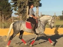 CABALLO DE 8 AÑOS , LINEA MAÑOSO II