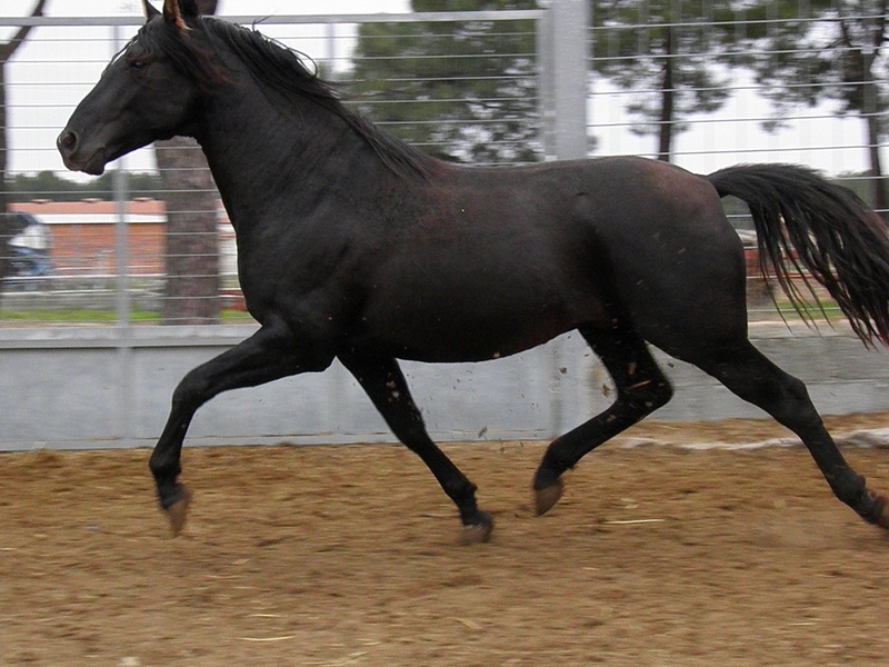 Pura Raza Española