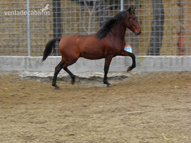 Caballos Pura Raza Española (P.R.E.) Pura Raza Española - PRE PREPARADOS PARA LA DOMA