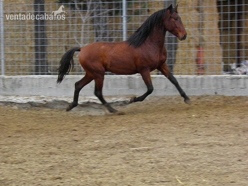 PRE PREPARADOS PARA LA DOMA - Caballos Pura Raza Española (P.R.E.) Pura Raza Española