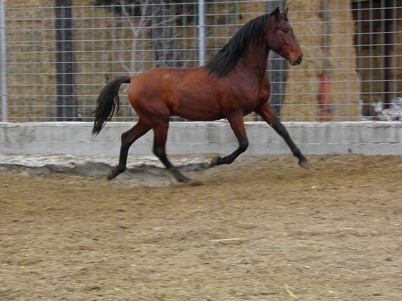 PRE PREPARADOS PARA LA DOMA - Caballos Pura Raza Española (P.R.E.) Pura Raza Española