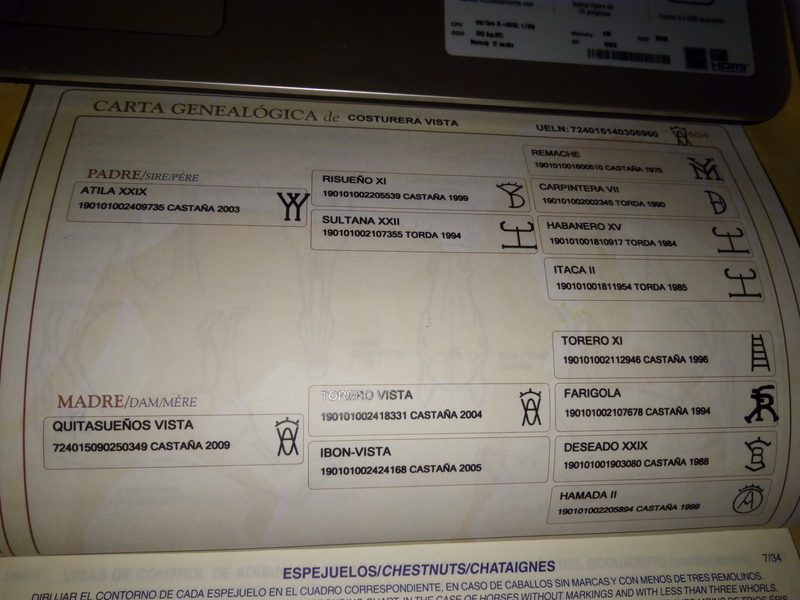 Caballos Pura Raza Española (P.R.E.) Pura Raza Española - Potra de P.R.E.