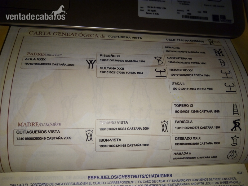 Caballos Pura Raza Española (P.R.E.) Pura Raza Española - Potra de P.R.E.