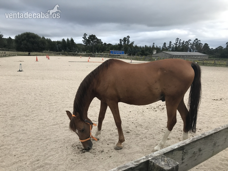 Caballo Angloarabe castrado in 