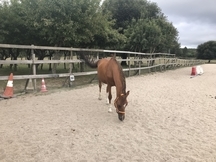 Caballo Angloarabe castrado