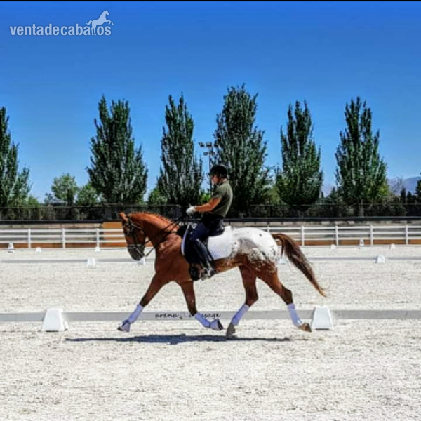 Appaloosa CDE semental in 