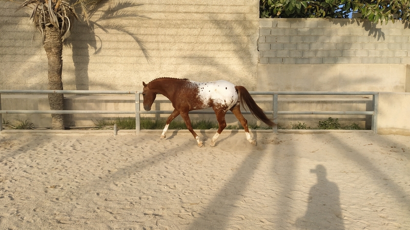 Caballos Enteros Anglo-arabe cuarto.de milla - Appaloosa CDE semental
