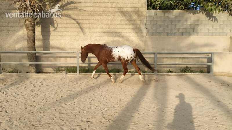 Caballos Enteros Anglo-arabe cuarto.de milla - Appaloosa CDE semental