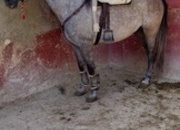 CABALLO P.R.E TORDO