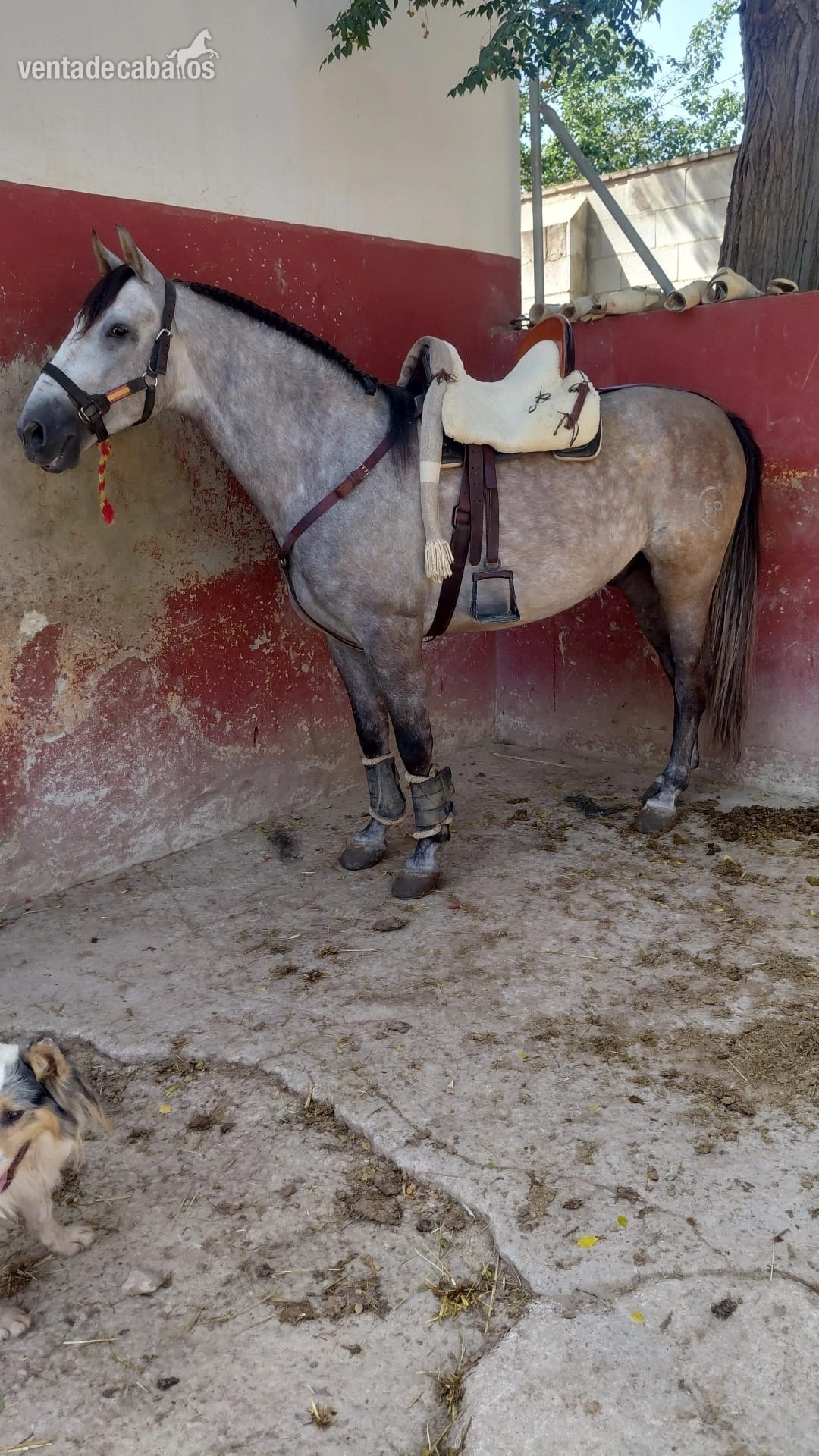 CABALLO P.R.E TORDO in 