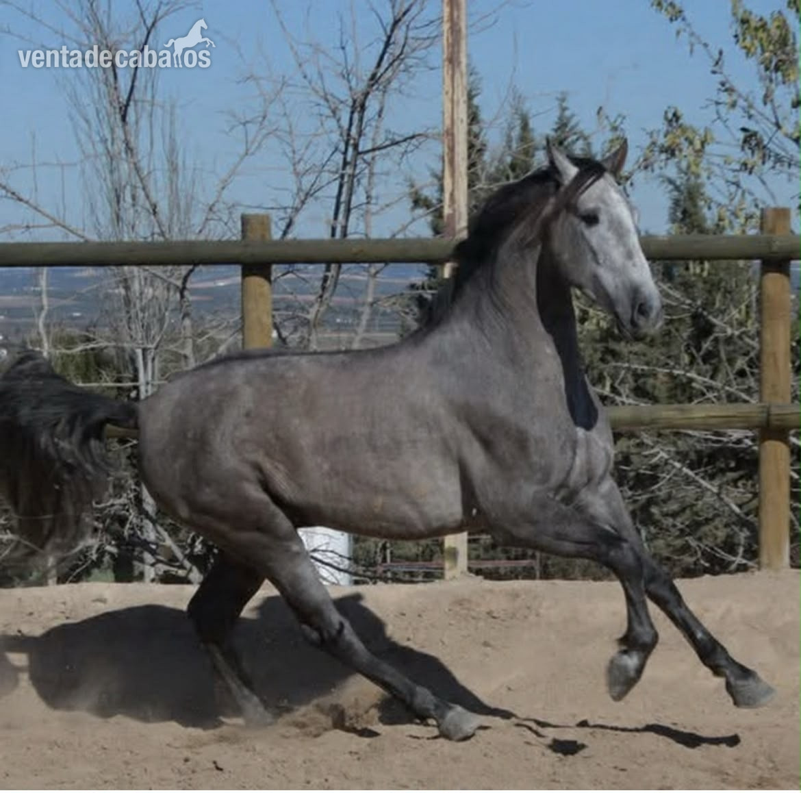 Caballos Pura Raza Española (P.R.E.) EMPTY - CABALLO P.R.E TORDO