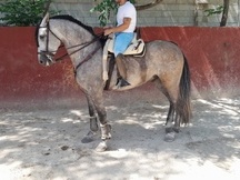 CABALLO P.R.E TORDO