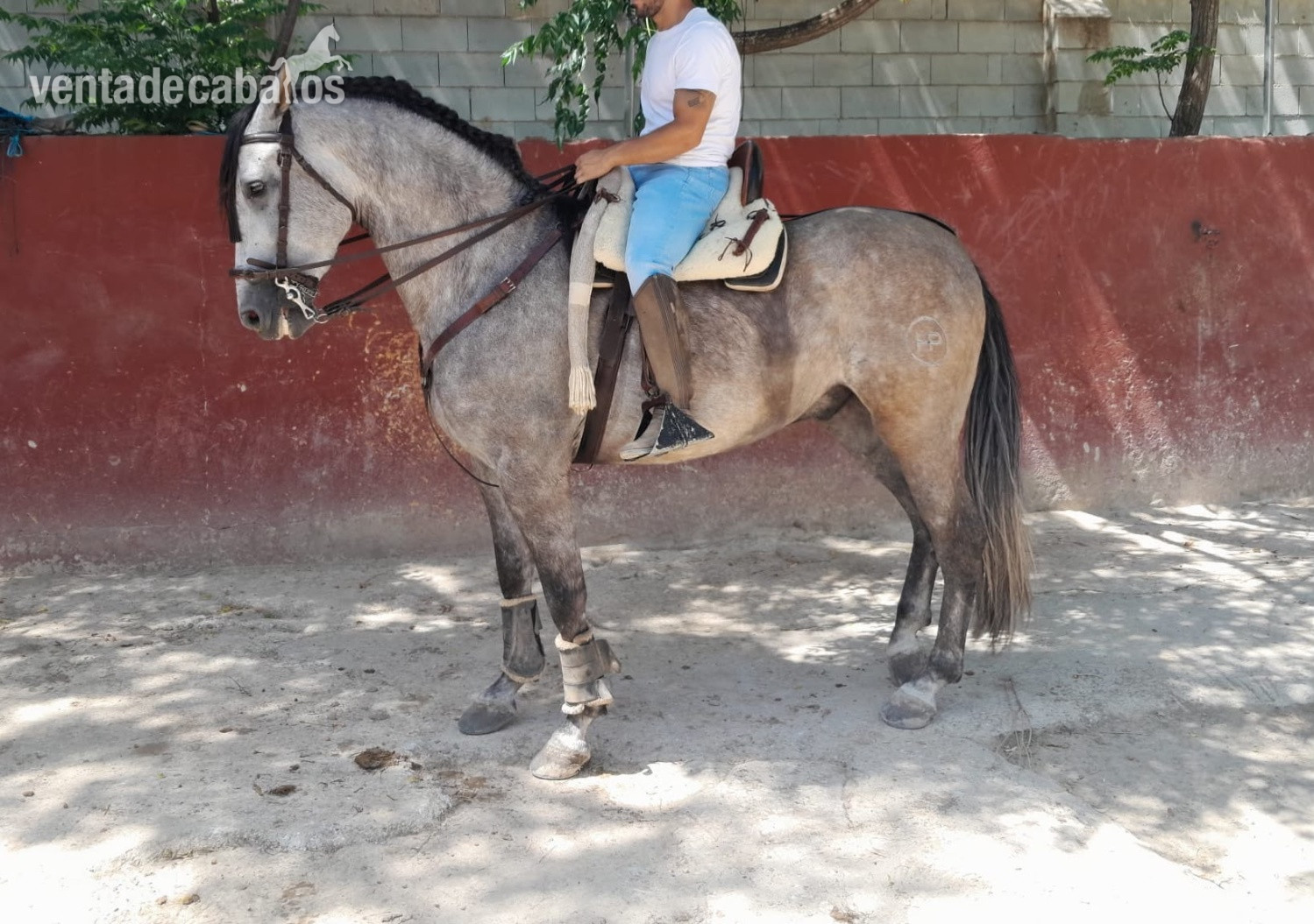 CABALLO P.R.E TORDO - Caballos Pura Raza Española (P.R.E.) EMPTY