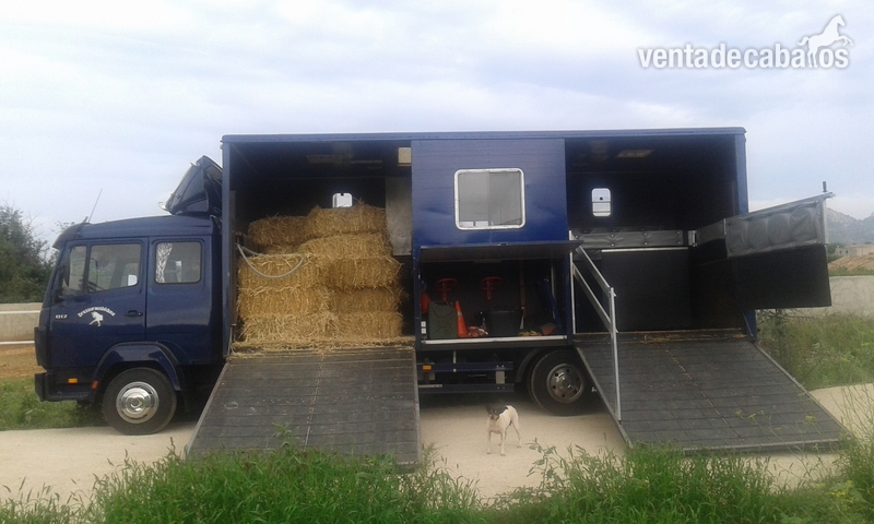 camion 817 D para transportar caballos - Transportes de caballos in 