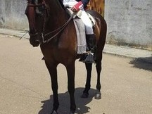 Potra PRE en venta