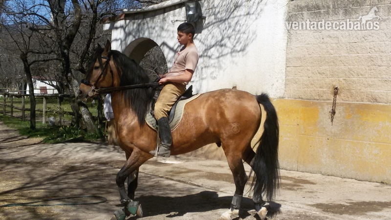 hispano_luso
