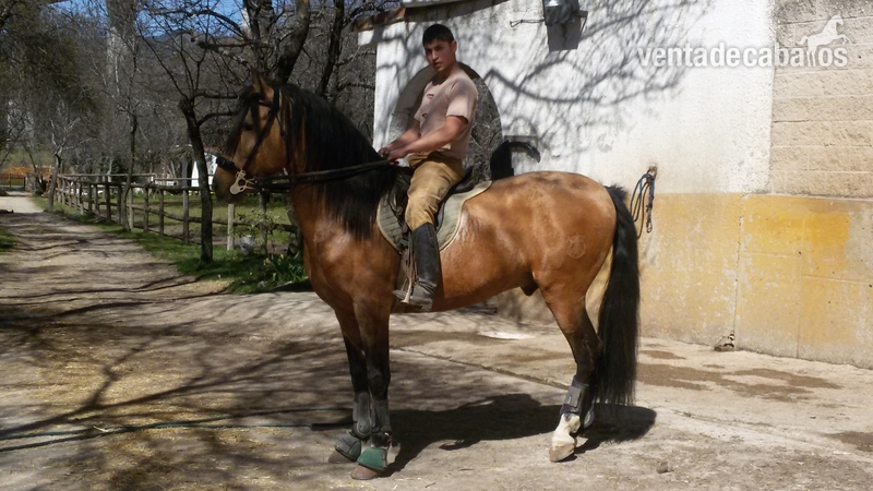 hispano_luso {TYPE}