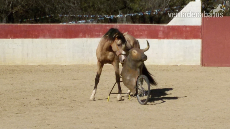 Potros hispano_luso - vendo potro hispano_luso