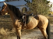 vendo potro hispano_luso