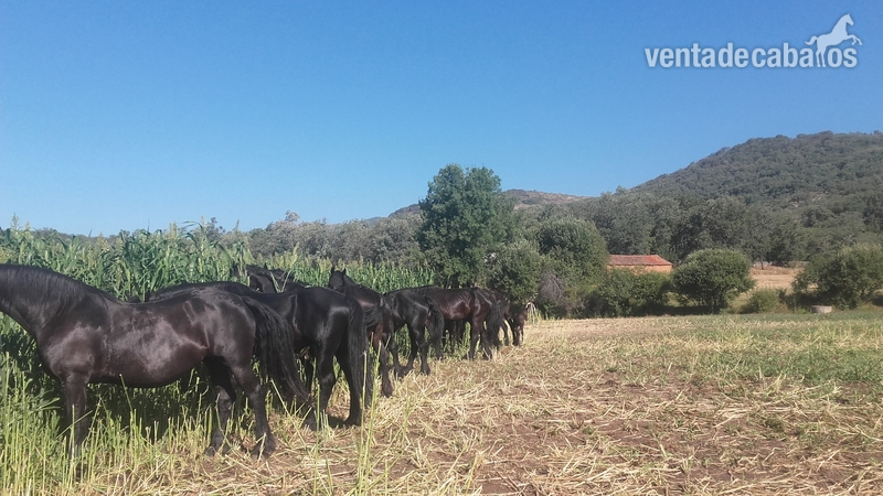 Frisones la vera - Potros Frisones