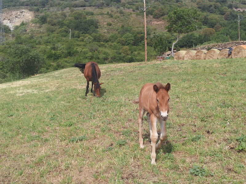 Cruzado