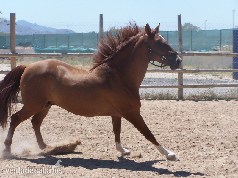 SEMENTAL P.R.E. EN ALICANTE: GUAJIRO CIS in 