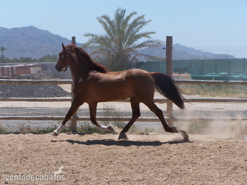 Caballos Pura Raza Española (P.R.E.) Pura Raza Española - SEMENTAL P.R.E. EN ALICANTE: GUAJIRO CIS