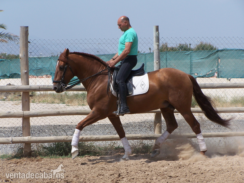 SEMENTAL P.R.E. EN ALICANTE: GUAJIRO CIS - Caballos Pura Raza Española (P.R.E.) Pura Raza Española