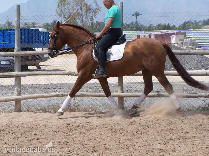 SEMENTAL P.R.E. EN ALICANTE: GUAJIRO CIS - Caballos Pura Raza Española (P.R.E.)