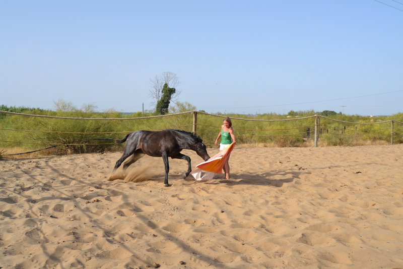 Caballos Pura Raza Española (P.R.E.) Pura Raza Española - Potro PRE DE 17 MESES