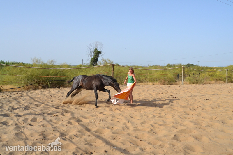 Caballos Pura Raza Española (P.R.E.) Pura Raza Española - Potro PRE DE 17 MESES
