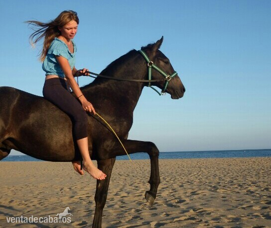 Potro PRE DE 17 MESES - Caballos Pura Raza Española (P.R.E.) Pura Raza Española